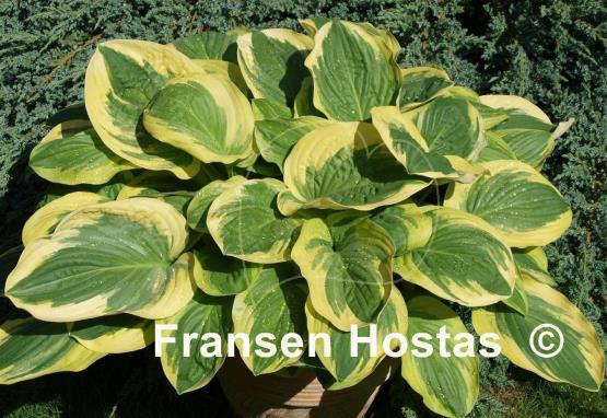 Hosta Diana Remembered