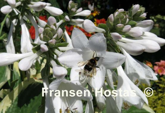 Hosta Diana Remembered