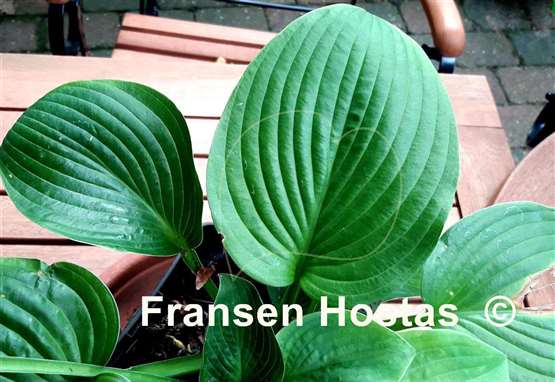 Hosta Dick's Green Carpet