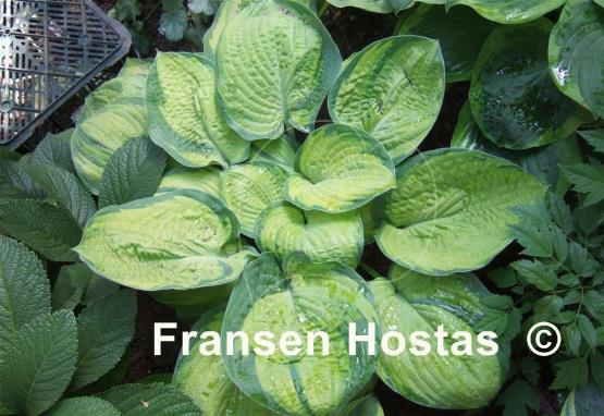 Hosta Dick Ward