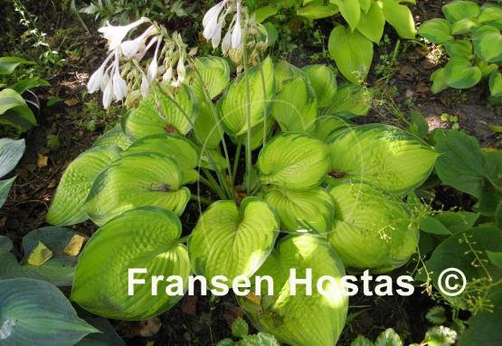 Hosta Dick Ward