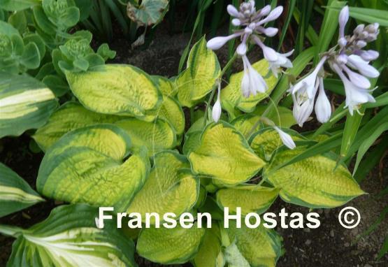 Hosta Dick Ward