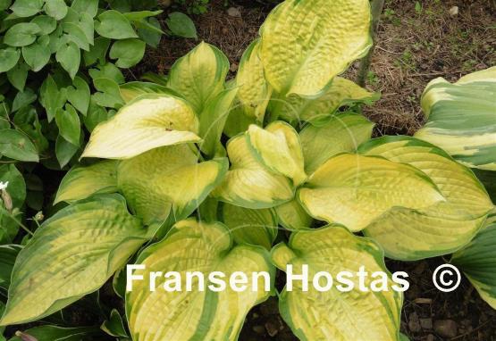 Hosta Dick Ward