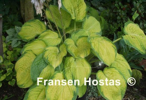Hosta Dick Ward