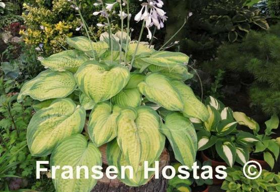 Hosta Dick Ward