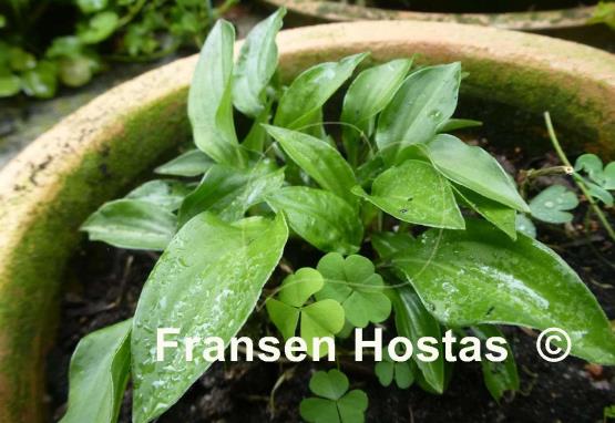 Hosta Dilli Perkeo