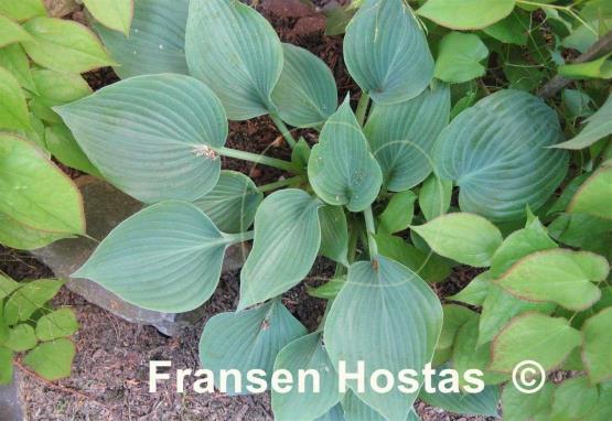 Hosta Dimple