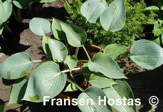 Hosta Dimple