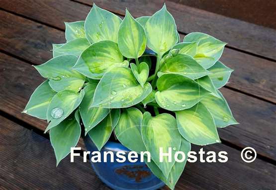 Hosta Dinky Donna