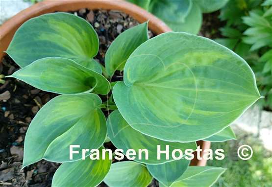 Hosta Dinky Donna