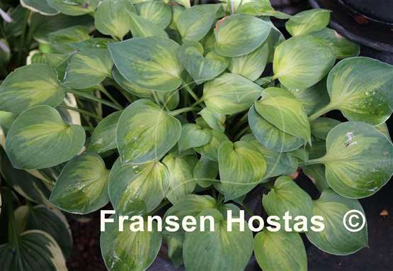 Hosta Dinky Donna