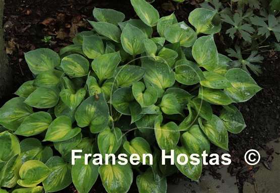Hosta Dinky Donna