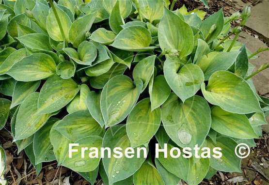 Hosta Dinky Donna