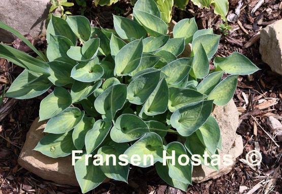 Hosta Dinky Donna