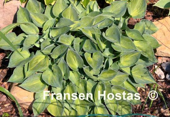 Hosta Dinky Donna