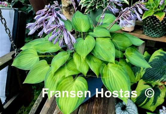 Hosta Dinner Mint