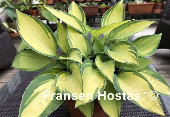 Hosta Dinner Mint