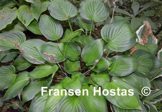 Hosta Dinner Mint