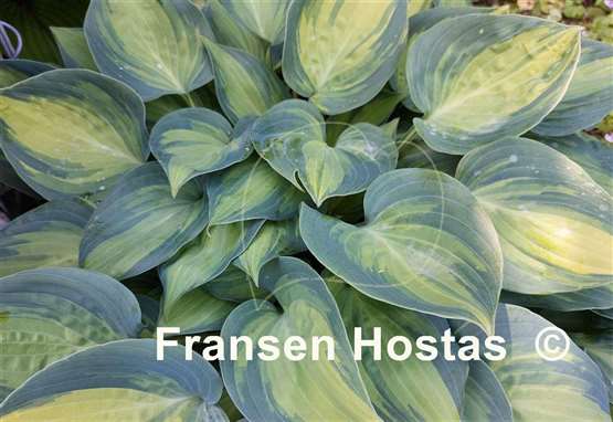 Hosta Dinner Mint