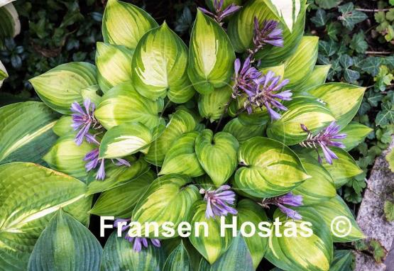 Hosta Dinner Mint