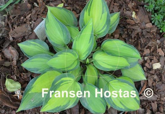 Hosta Dinner Mint