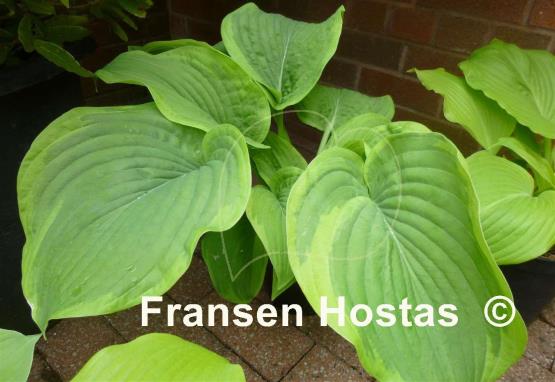 Hosta Dino