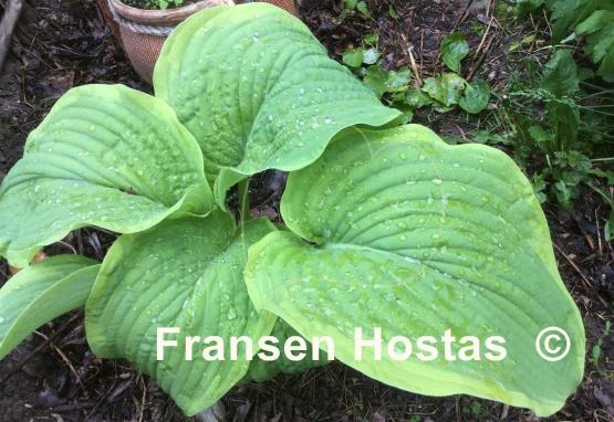 Hosta Dino