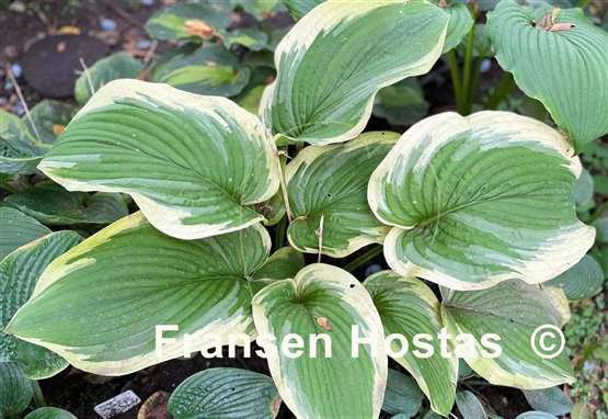 Hosta Dino
