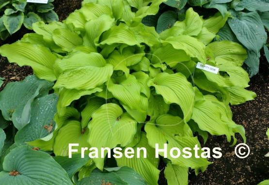 Hosta Dippity Dew