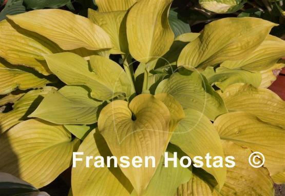 Hosta Diva