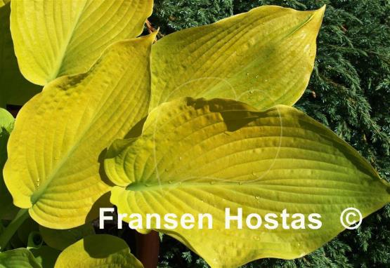 Hosta Diva