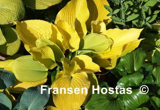 Hosta Diva