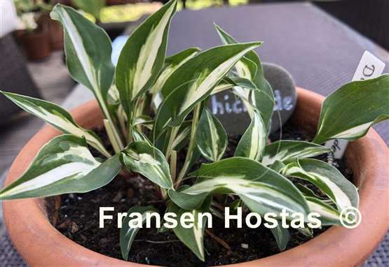 Hosta Dixie Chickadee