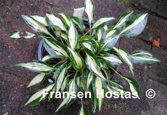 Hosta Dixie Chickadee