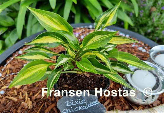 Hosta Dixie Chickadee