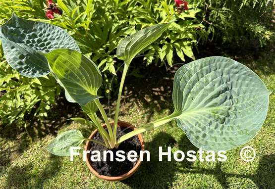Hosta Dixie Cups