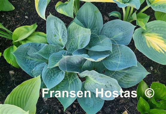 Hosta Dixie Cups