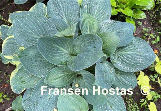 Hosta Dixie Cups