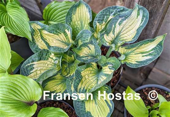 Hosta Dixie Ghost Edge