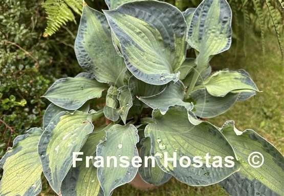 Hosta Dixie Ghost Edge