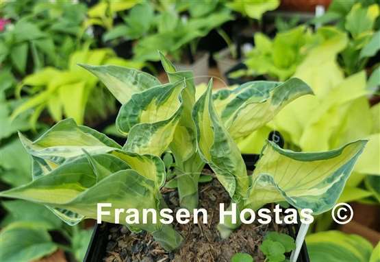Hosta Dixie Ghost Edge