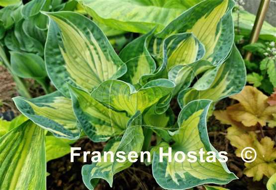 Hosta Dixie Ghost Edge