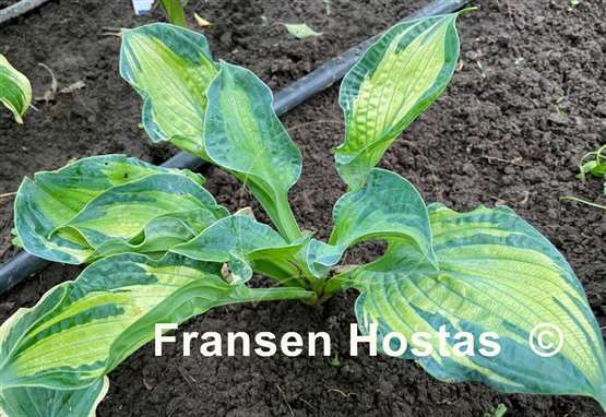 Hosta Dixie Ghost Edge