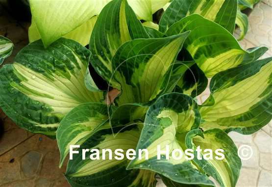 Hosta Dixie Ghost Edge