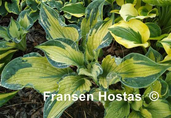 Hosta Dixie Ghost Edge