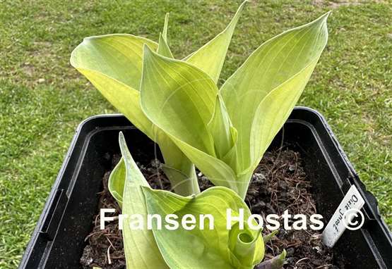 Hosta Dixie Ghost