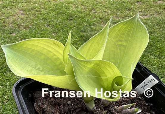 Hosta Dixie Ghost