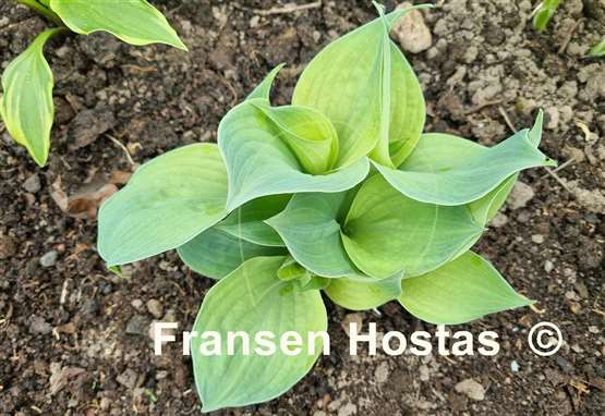 Hosta Dixie Ghost