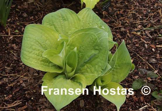 Hosta Dixie Ghost