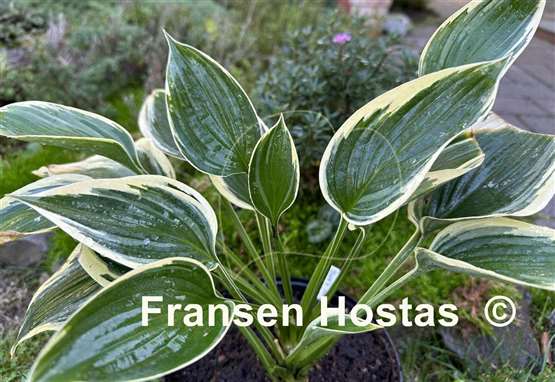 Hosta Dixie's Memory